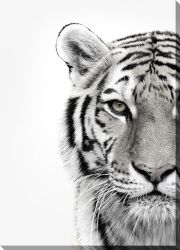 White Tiger