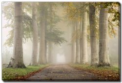 Beech Trees in Autumn