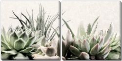 Soft Succulents II