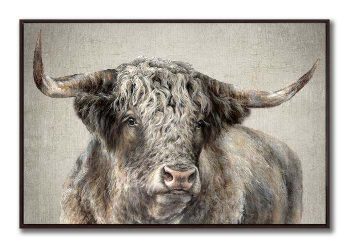 Kyloe Bull
