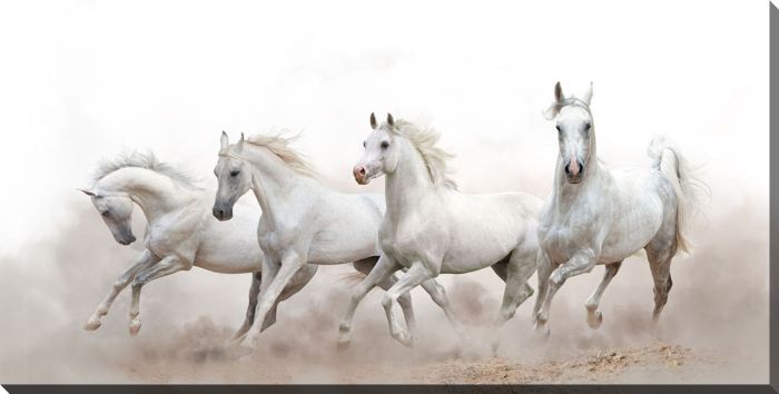 Arabian Horses
