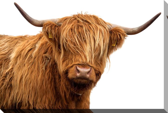 Scottish Highlander