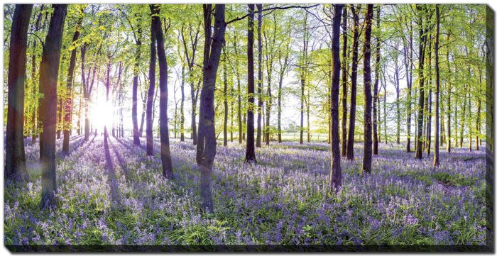 Bluebells & Sunrise