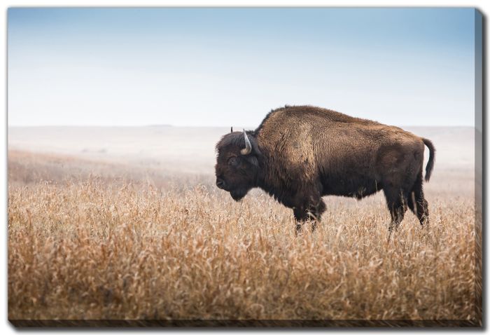 American Buffalo