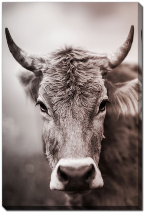 Sepia Cow