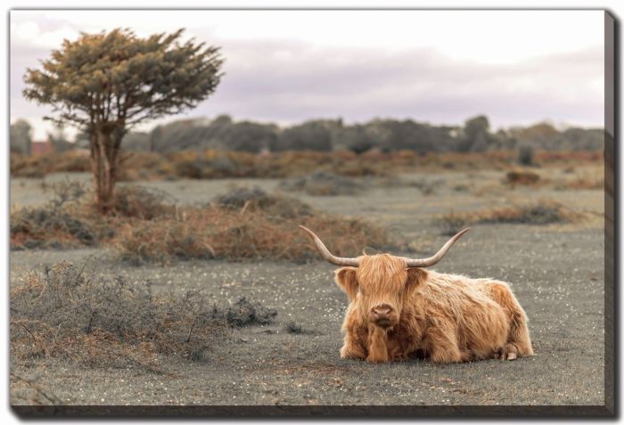 Highland Cow II