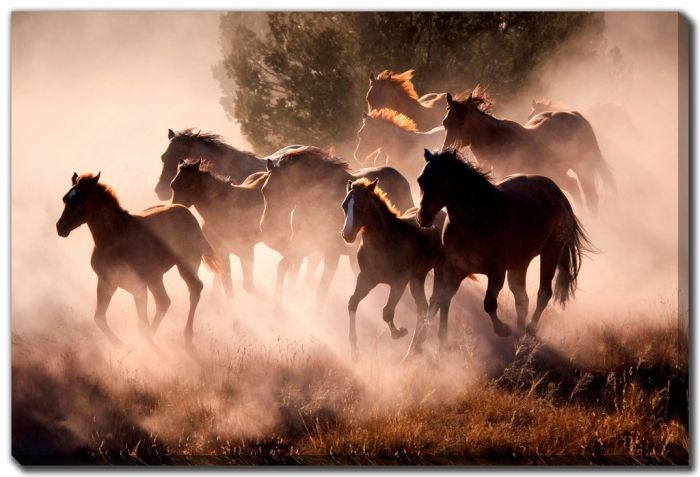 Horses
