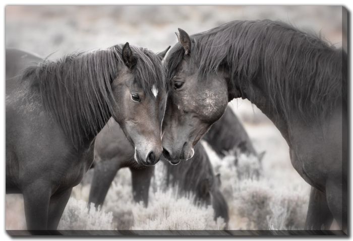 Wild Horses
