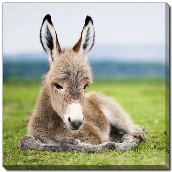 Baby Donkey