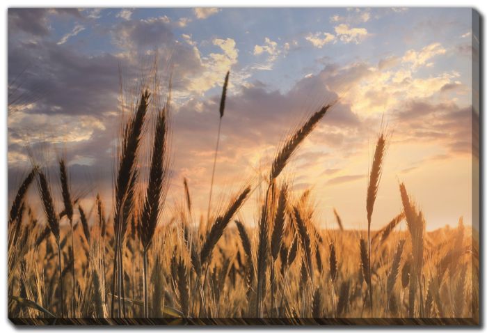 Summer Field