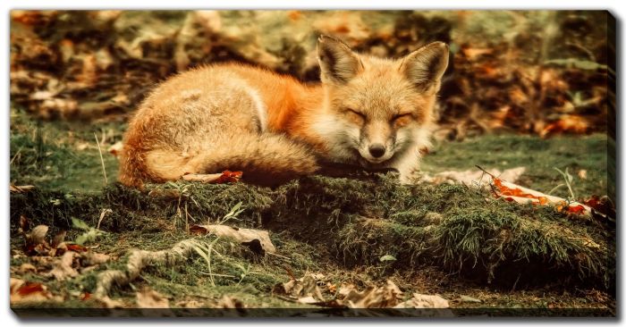 Sleeping Beauty