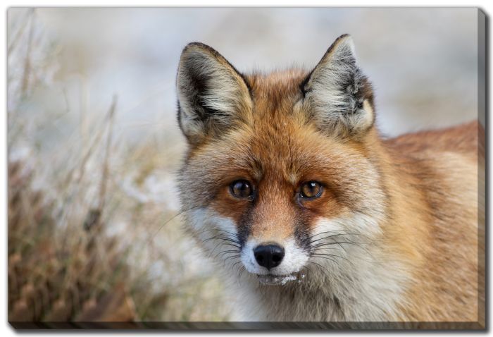 Red Fox