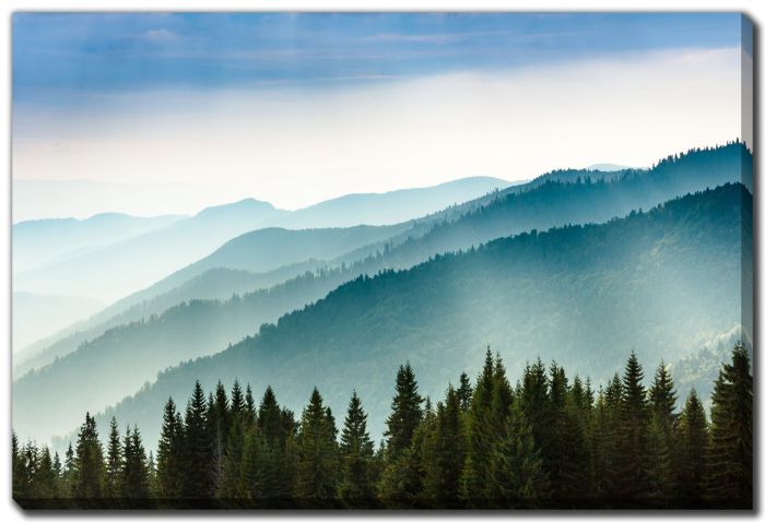 Morning Mist Coniferous