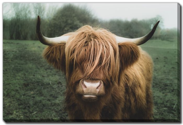 Longhorn Cow