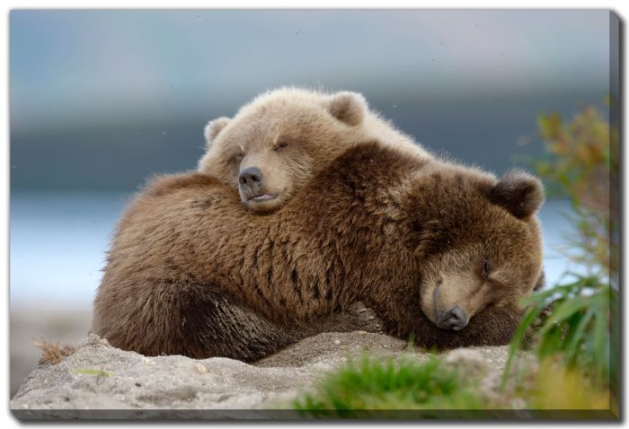 Two Bears