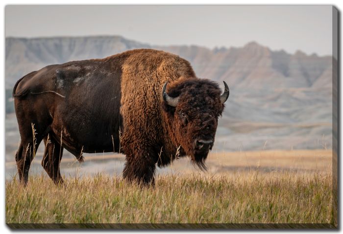 American Bison