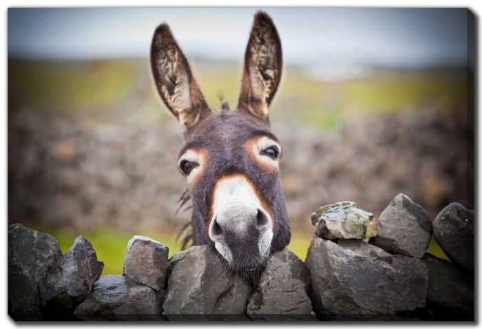 Donkey Under The Rain