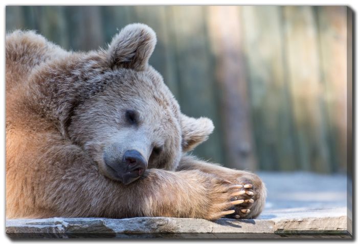 Sleeping Brown Bear