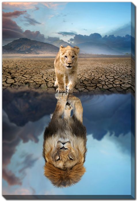 Lion Cub Reflection Adult Lion