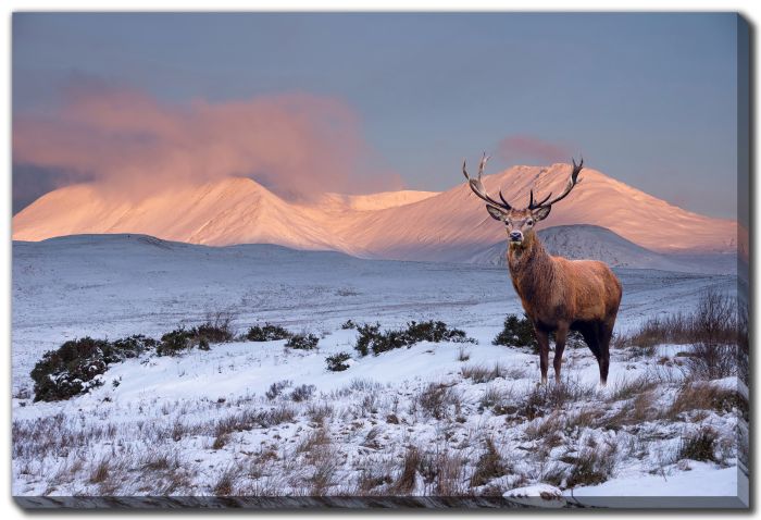 Red Deer Stag