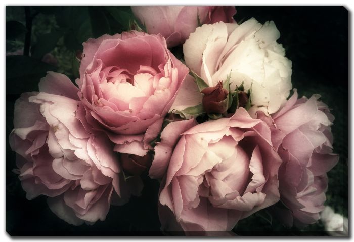 Bouquet Of Pink Roses