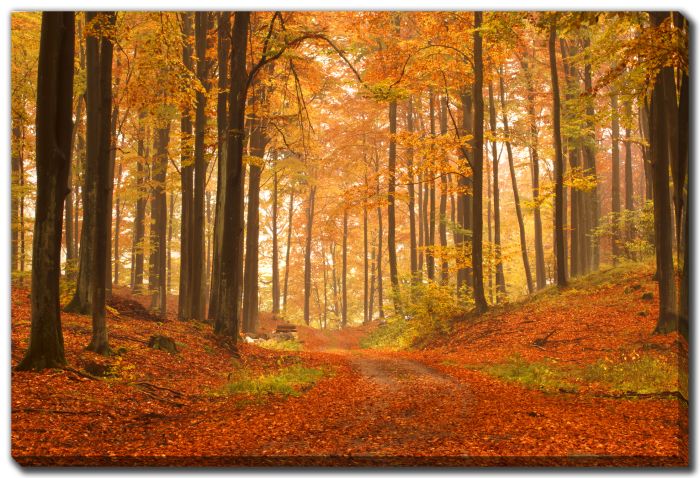 Autumn Forest