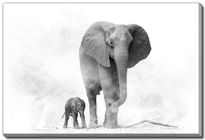 Elephants In The Mist