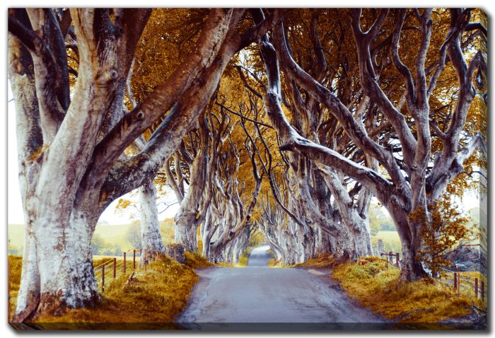 Enchanted Autumn Pathway