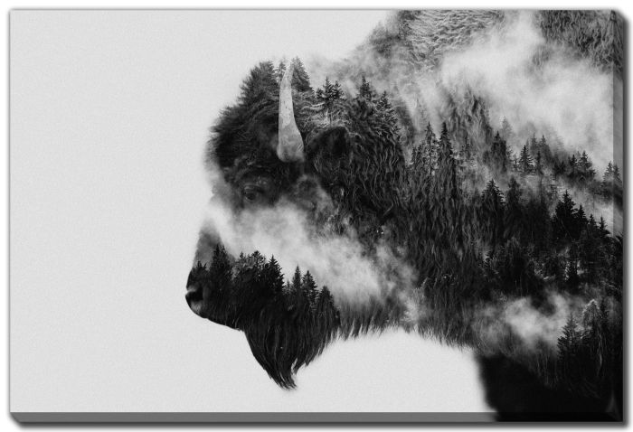 Bison