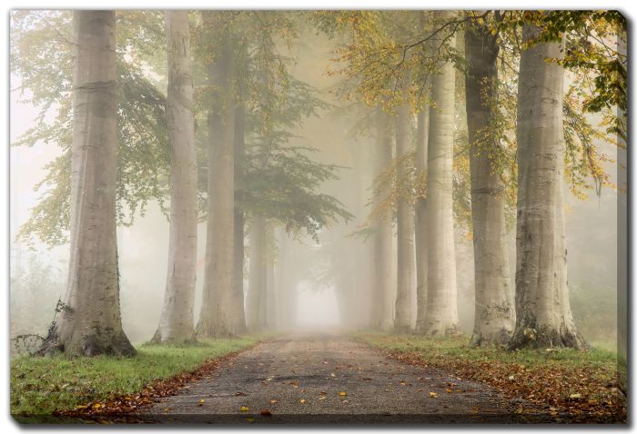 Beech Trees in Autumn