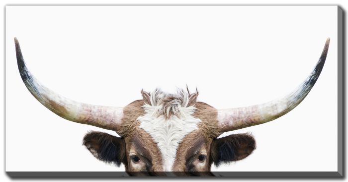 Peeking Longhorn Cow