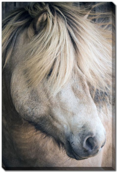 Graceful Horse in Soft Light