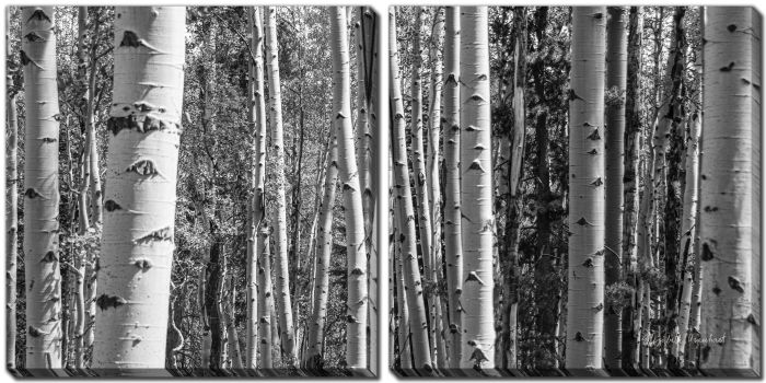 Aspen Grove