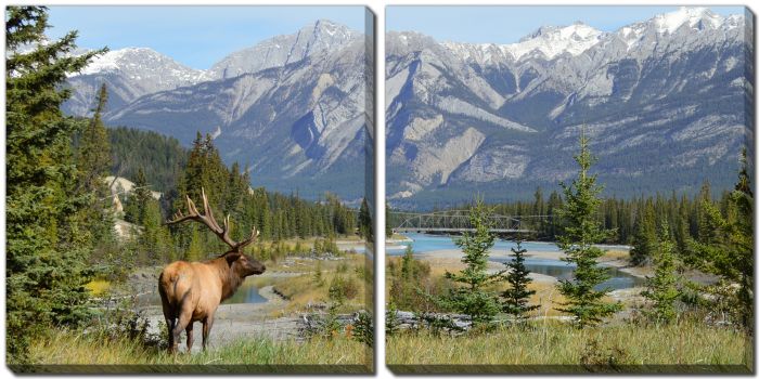 Elk in Jasper National Park