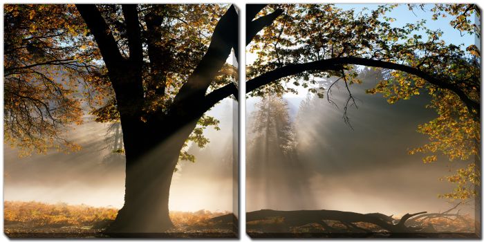Sunrays Through the Fog
