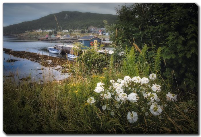 White Flowers Town Harbour