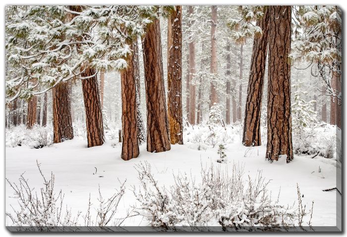Winter Forest