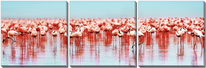 Flamingos