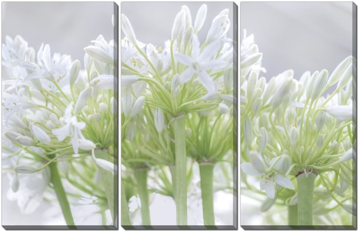 African Lily I
