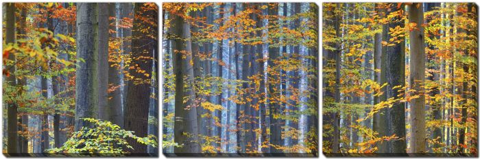 Colorful Tall Beech Trees
