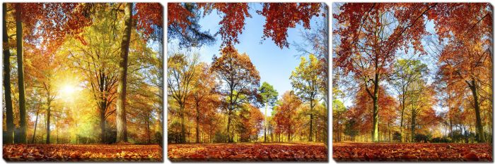 Trees In Autumn
