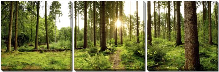 Sunrise Beautiful Forest
