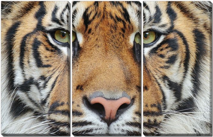 Sumatran Tiger