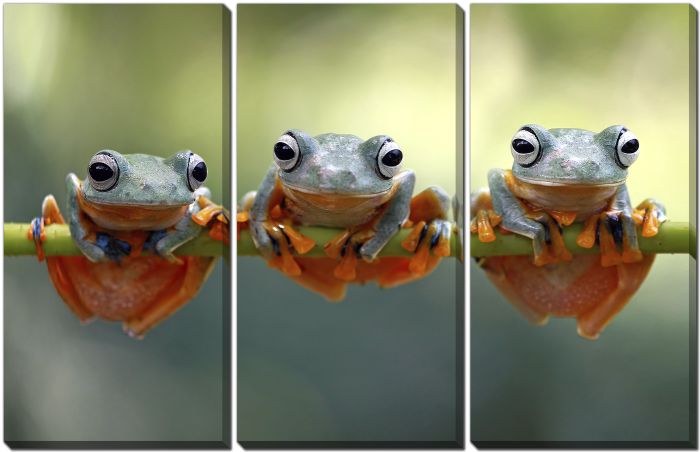 Tree Frogs