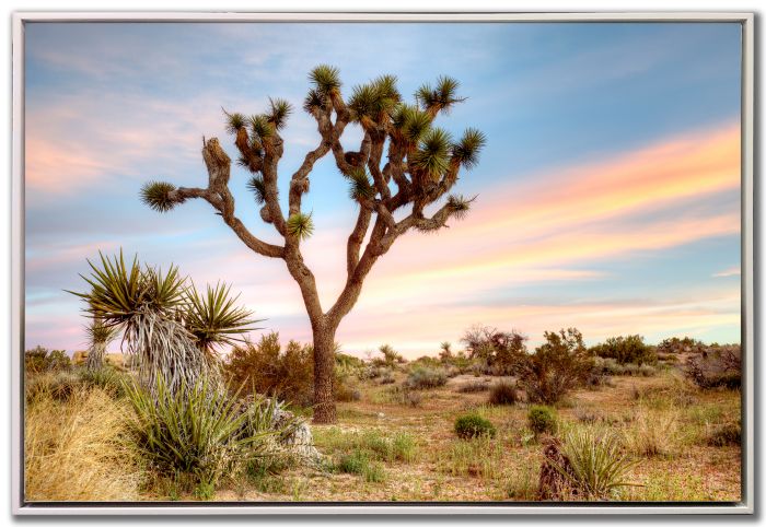 Joshua Tree Sunrise
