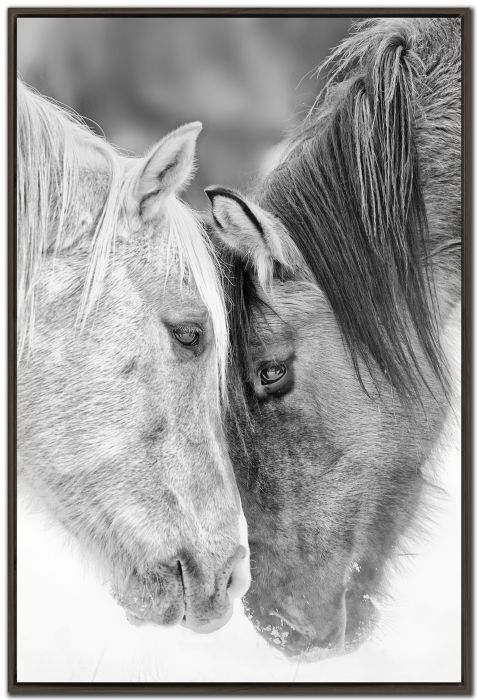 Black and White Horses