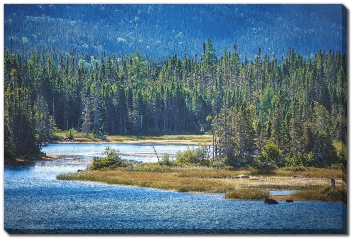 Forest Pond 