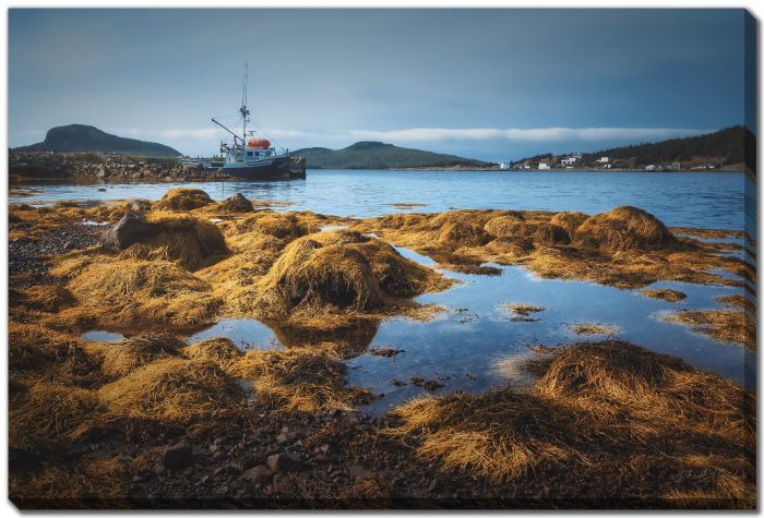 Seaweed Covered Rocks 